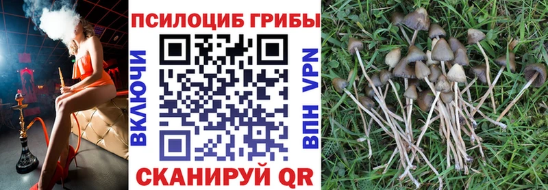 купить  цена  Медногорск  Псилоцибиновые грибы GOLDEN TEACHER 